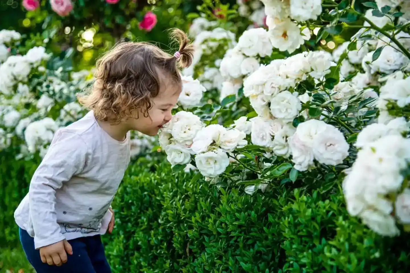Kleines Mädchen mit lockigem Haar riecht an weißen Rosen im Garten – Familienfotografie Wien